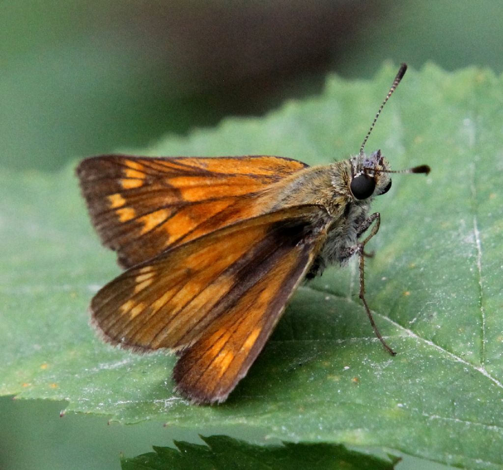 Hesperia comma?